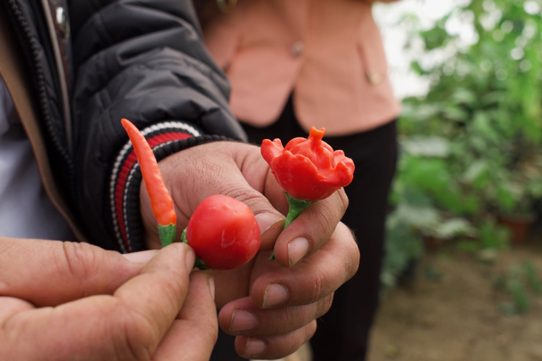 Hemin Hamadamin has grown different pepper cultivars to identify those with good cultivation and market potential.